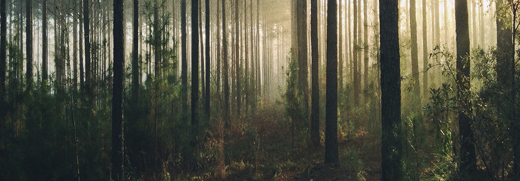 bildangebotsseite_ohnetextwald Wald